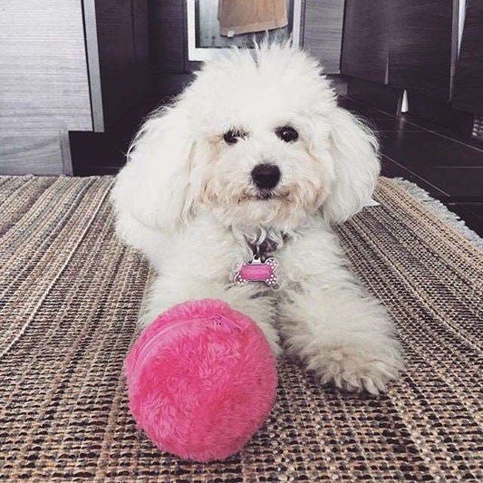 Active Rolling Ball (4 Colors Included) - Pup Buddy