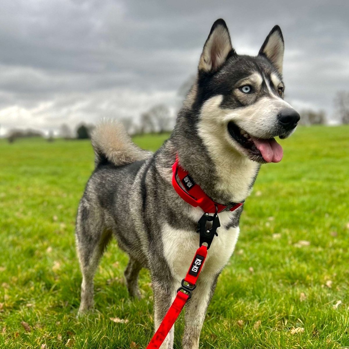 Swivel Combat Lead 1.5m - K9 - KO - Pup Buddy