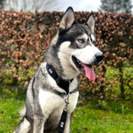 Slip Collar K9 - KO - Pup Buddy